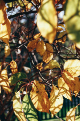Autumn foliage on a sunny day. Colorful leaves close up