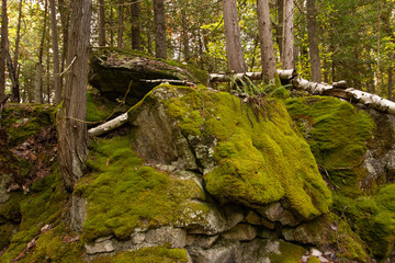Fern and Moss-covered Rock