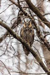 Long eared owl perched resting in winter, Quebec, Canada.