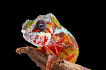 Panter Chameleon, furcifer pardalis, photographed on a plain background