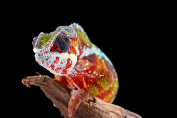 Panter Chameleon, furcifer pardalis, photographed on a plain background