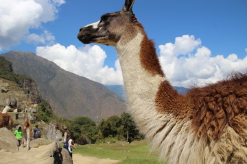 Machu Picchu, Peru"; August 2017: The look of a llama in Machu Picchu