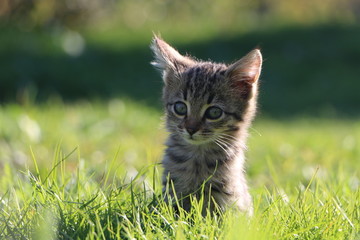 gray kitten in the grass
