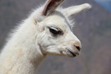 Obraz premium Face of a white alpaca in Machu Picchu. Peru