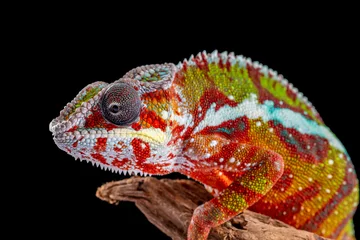 Foto auf Acrylglas Panter Chameleon, furcifer pardalis, photographed on a plain background © monitor6