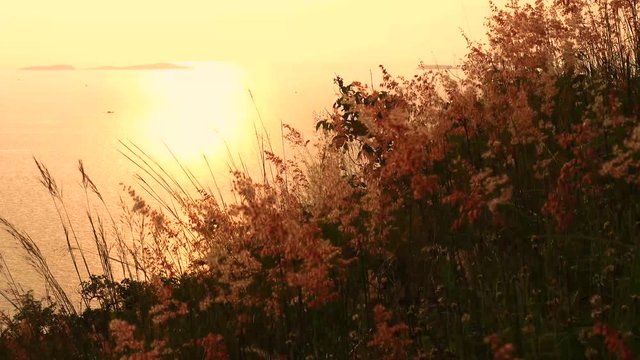 Grass flower beside mountain in sunset or sunrise, the light shine on grass flower 