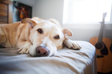 Sleepy Labrador Retreiver In Bed