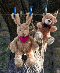 hare with long ears and a brown teddy bear hang on a clothesline after washing