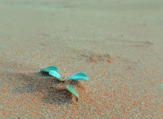 In small living plant in a sand bank