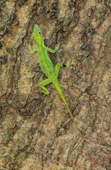 A green lizard in the jungle of Puerto Maldonado, Peru