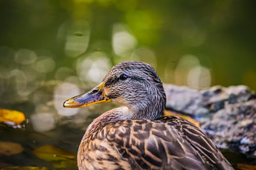 The Portrait of mallard Anas platyrhynchos dabbling duck waterfowl bird. Closeup of a female mallard duck in a pond or river water in autumn.