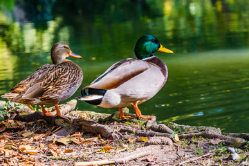 Fototapeta premium The couple of mallard Anas platyrhynchos dabbling duck waterfowl birds. Closeup of a female and male drake mallard duck in a pond or river coast.