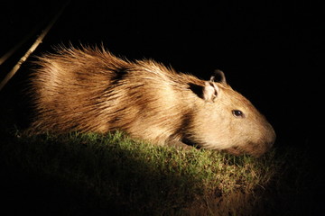 A beautiful animal at night in the Madre de Dios river, Puerto Maldonado. Peru