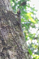 A lizard in a tree in the jungle of Puerto Maldonado. Peru