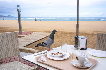 Gray pigeon perched on a coffee shop table