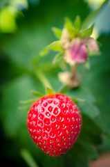 Closeup red and green strawberry with blurry background