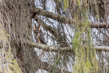 Long eared owl perched resting in winter, Quebec, Canada.