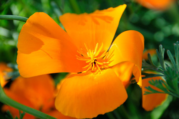 Obraz na płótnie Canvas orange flower