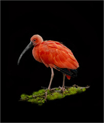ibis