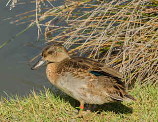 Femelle Canard colvert sur la lagune de la ville d'Audenge sur le Bassin d'Arcachon
