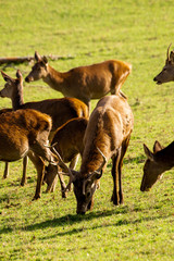 Fototapeta premium A stag feeds in a meadow with the herd around him