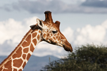 Giraffe in Kenya