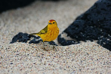Pájaro amarillo en costas de Galápagos