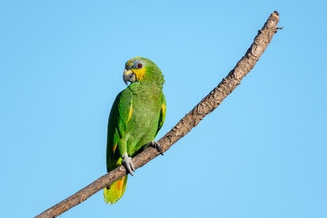 An Orange-winged Amazon parrot perches alone on a branch in the blue sky.