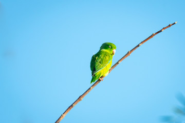 A lone Green-rumped Parrotlet rests on a branch in the bright morning sun.