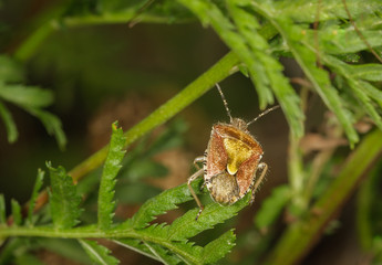 Beerenwanze