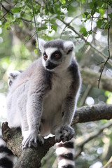 Obraz premium Limure