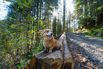 Portrait of cute corgi dog in the summer forest