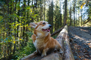 Portrait of cute corgi dog in the summer forest