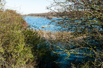 Flooded field in deep forest