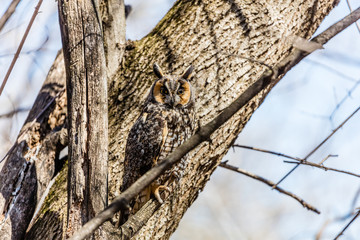 Long eared owl perched resting in winter, Quebec, Canada.