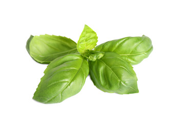 Fresh green basil leaves isolated on white