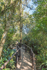 Boardwalk in the rainforest at Gods Window near Graskop