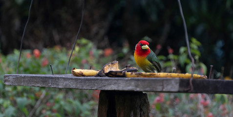 siete colores