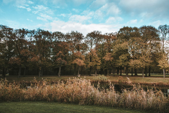 golden meadow in fall in a aprk