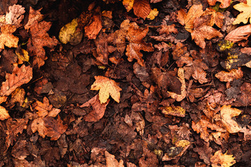autumn leaves on ground