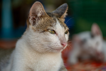 Portrait of white Thai cat with spots, close up cat lay on the floor