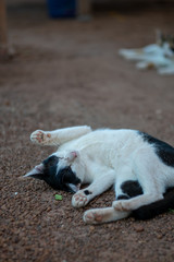 Portrait of white Thai cat with black spots lay on the ground