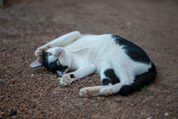 Naklejka na ściany i meble Portrait of white Thai cat with black spots lay on the ground