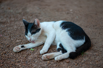 Portrait of white Thai cat with black spots lay on the ground