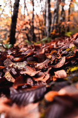 mushrooms in the forest