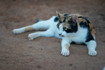 Naklejka na ściany i meble Portrait of tricolor Thai cat, relax cat