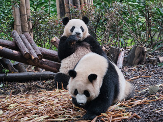Fototapeta na wymiar Two Pandas Eating Bamboos