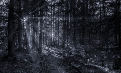 Sun in the forest