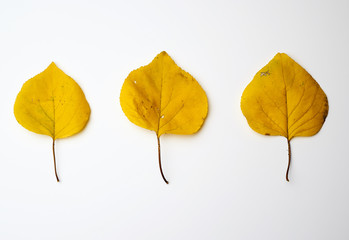 three yellow dried apricot leaves on a white background