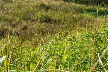 Nizhny Novgorod region, Russia - 2019, September: Green field with wild flowers on a sunny morning